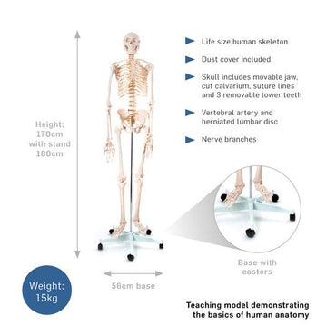 170cm Skeleton