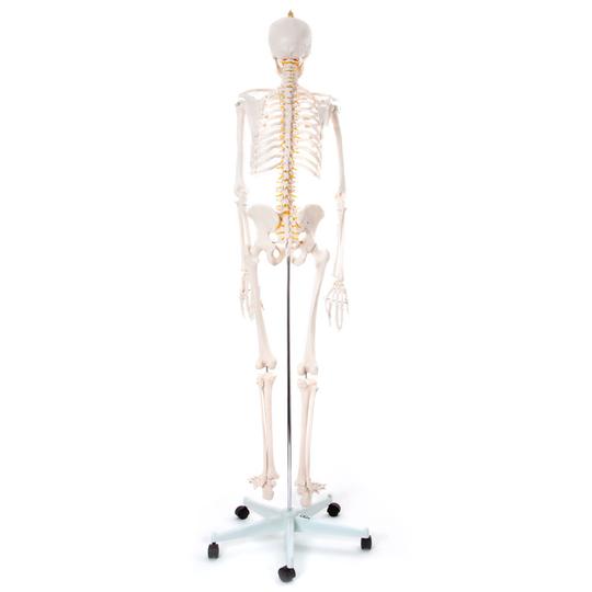 Anatomical Skeleton