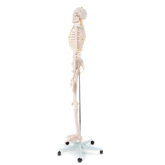 Skeleton Model