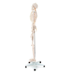 Skeleton Model