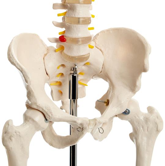 Pelvis of Skeleton
