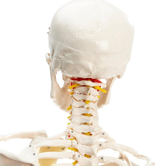 Spine of Skeleton