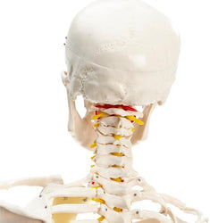 Spine of Skeleton