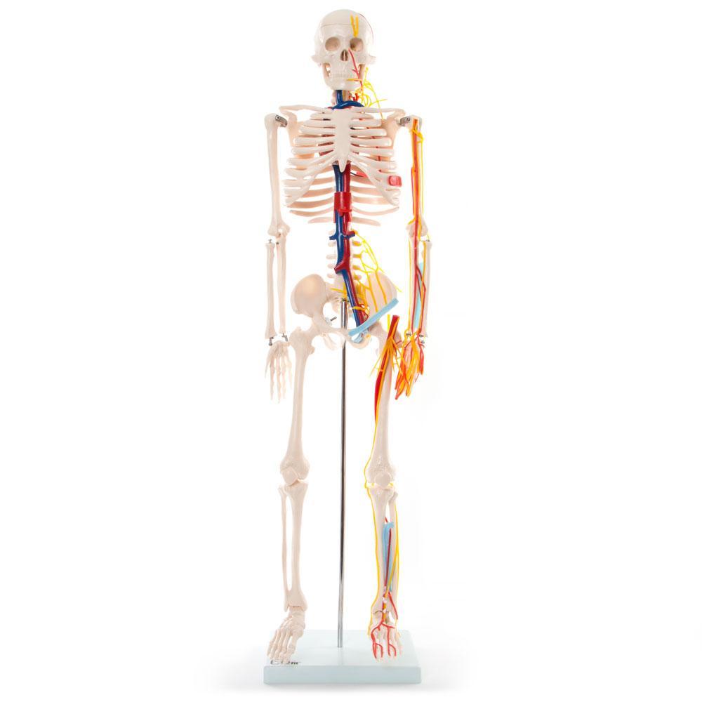 Human Skeleton