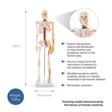 Skeleton with nerves and blood vessels