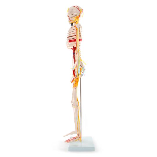 Side of 66Fit Skeleton