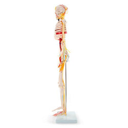 Side of 66Fit Skeleton
