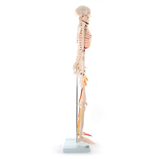 Side of Skeleton