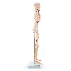 Side of Skeleton