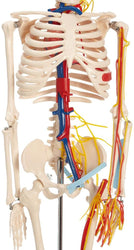85cm Skeleton