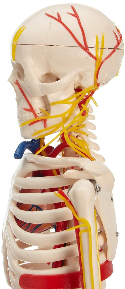 Skeletal Blood Vessels