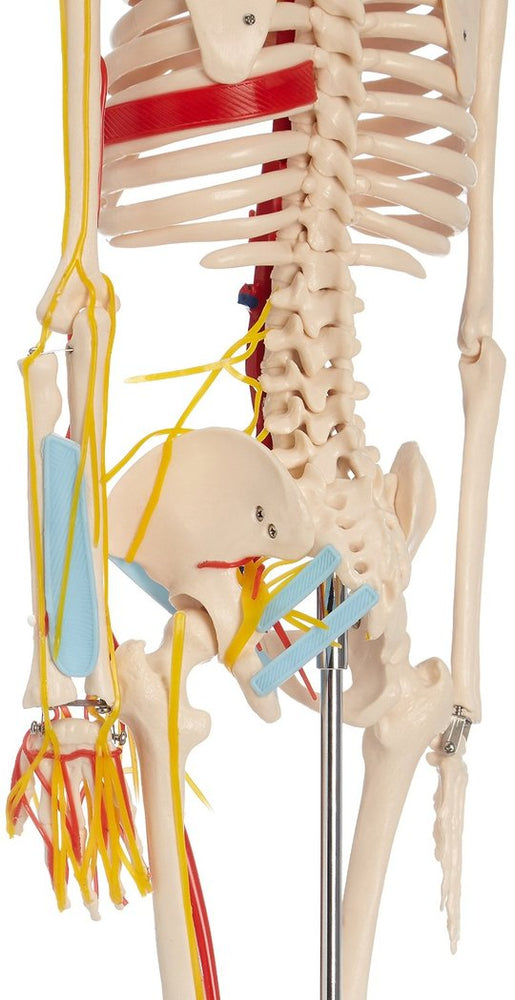 Skeletal Nerves