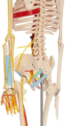 Skeletal Nerves