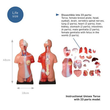 Unisex Torso Model