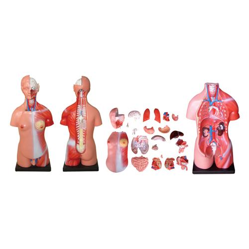 Unisex Torso