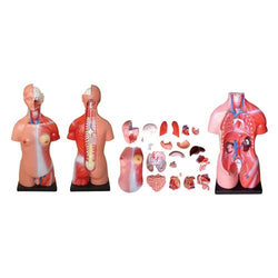 Unisex Torso