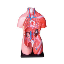 66Fit Torso