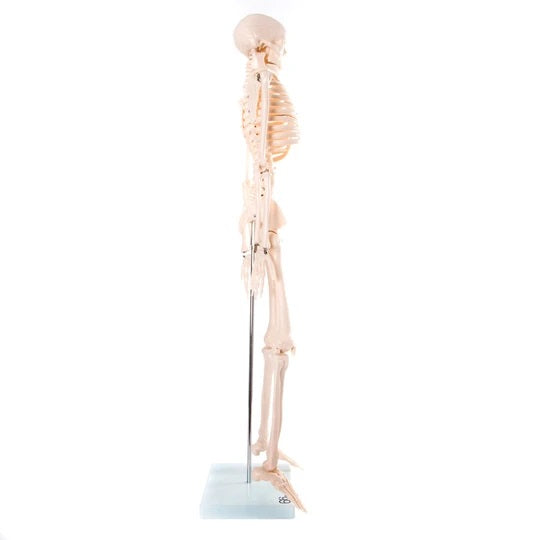 Anatomical Skeleton