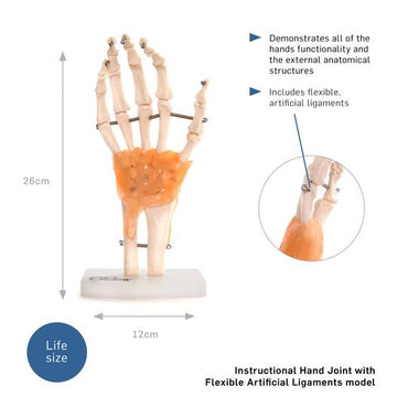Hand Model