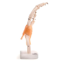 Anatomical Hand Joint with Ligaments