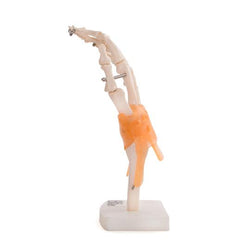 hand Joint with Ligaments