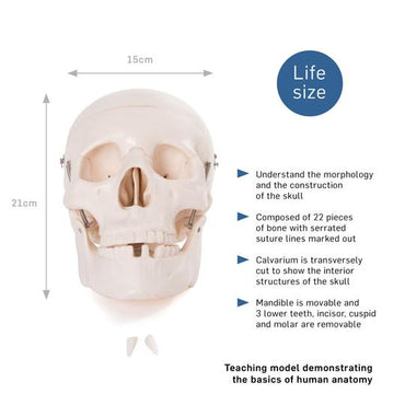 Life Size Human Skull