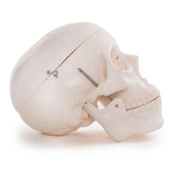 Human Skull