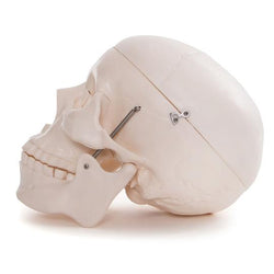 Anatomical Skull Model