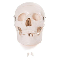 Anatomical Skull