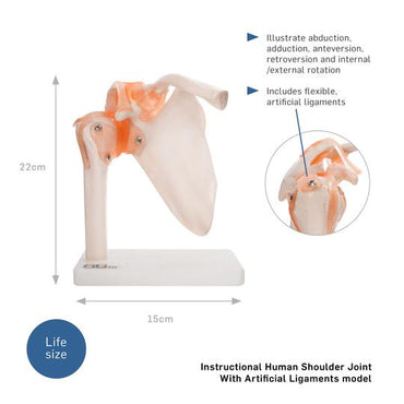 Human Shoulder Joint