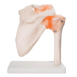 Shoulder Joint Model
