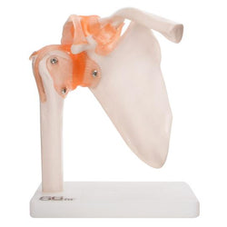 Anatomical Shoulder Joint