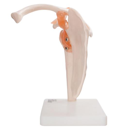 Anatomical Shoulder Model