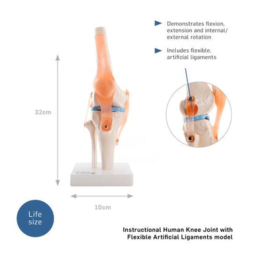 Human Knee