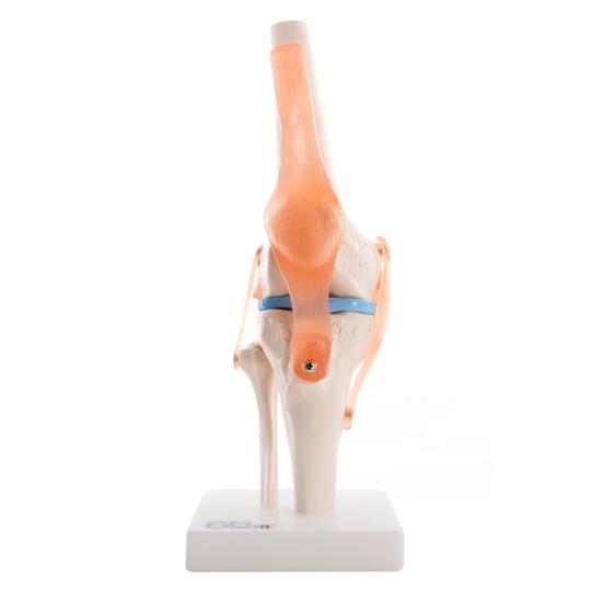 Anatomical Knee Joint