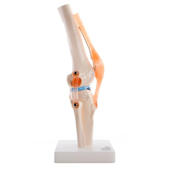 Knee Joint Model