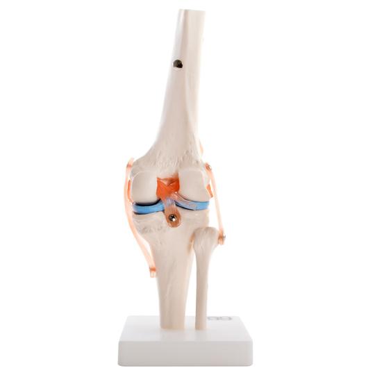 Human Knee Joint