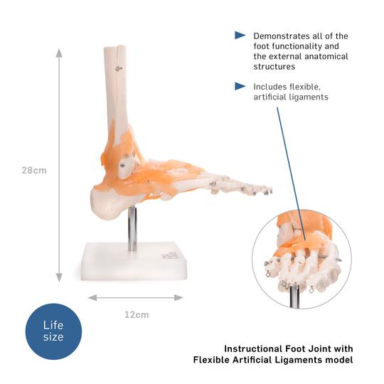 Foot Joint Model
