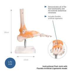 Foot Joint Model