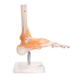 Side of Foot Model