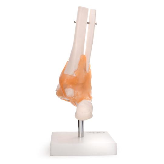 Back of Foot Model