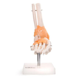 Foot Joint