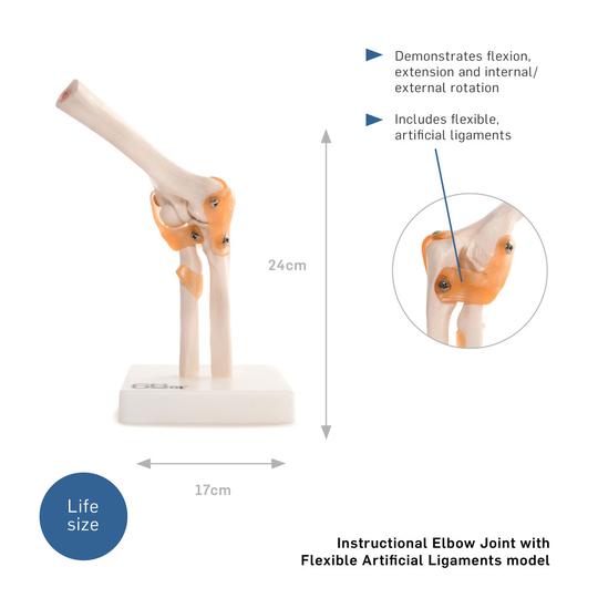 Elbow Joint Model