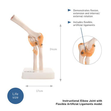 Elbow Joint Model