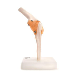 Side of Elbow Model