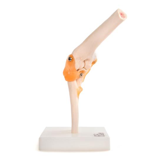Anatomical Elbow Joint