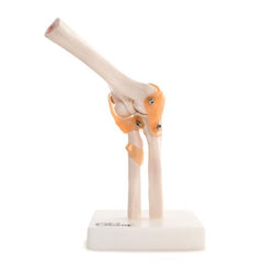 Elbow Anatomical Model