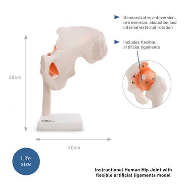 Hip Joint Model