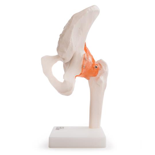 Anatomical Hip Joint