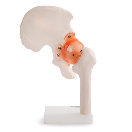 Hip Joint